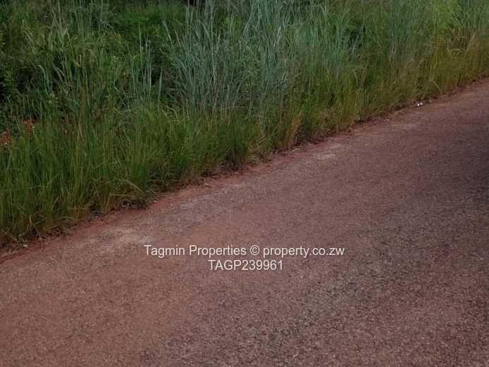 Shawasha hills stand