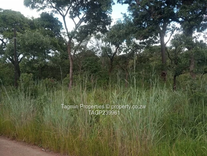 Shawasha hills stand